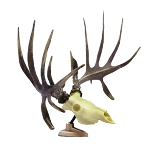 Shed for Brains. Big Rack Whitetail Raxx