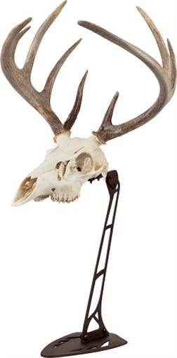 Picture of ALLEN COMPANY EZ MOUNT CENTERPIECE SKULL STAND BROWN 7226