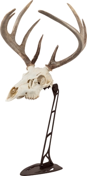 Picture of ALLEN COMPANY EZ MOUNT CENTERPIECE SKULL STAND BROWN 7226