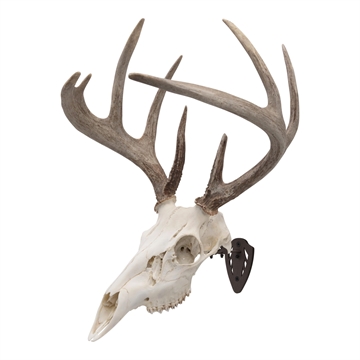Picture of ALLEN COMPANY EZ MOUNT SKULL HANGER BROWN 7228