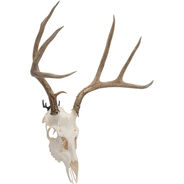 Picture of ALLEN ENGAGE TROPHY WALL HOOK 2 PACK 5625