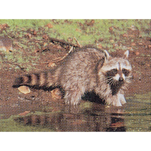 Picture of Delta McKenzie Delta McKenzie Tru-Life Target Raccoon 70530
