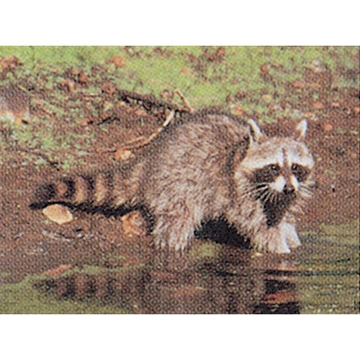 Picture of Delta McKenzie Delta McKenzie Tru-Life Target Raccoon 70530