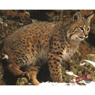 Picture of DuraMesh Archery Target Bobcat 25 in. x 32 in. DM205