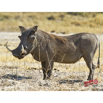 Picture of Western Recreation DuraMesh Archery Target Warthog 25 in. x 32 in. DM231
