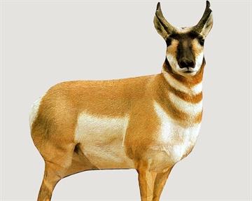 Picture of Montana Decoy Co Antelope Buck Decoy 0003