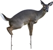 Picture of Montana Decoy Co Estrus Betty Decoy 0045