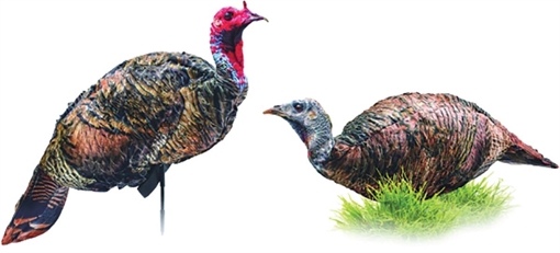 Picture of Montana DecoyCo PurrFect Pair XD Turkey Combo 0086