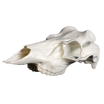 Picture of Mountain Mikes Mountain Mikes Skull Master Universal Antler Mounting Kit MMR SM MMRSM