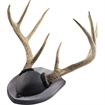 Picture of Walnut Hollow Antler Mount Kit Rustic Pine 534697