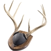 Picture of Walnut Hollow Antler Mount Kit Walnut 534696