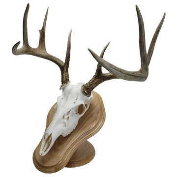 Picture of Walnut Hollow Walnut Hollow Deluxe Euro Skull Display Kit Oak 29372