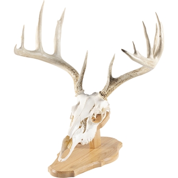 Picture of Walnut Hollow Euro Mount Kit Oak 534691